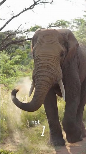 South Africa Like Never Before 🇿🇦 | Self-Drive, Big 5 Safari, Helicopter & Luxury Tour #travel