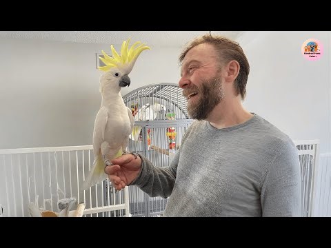 Abandoned After 28 Years, This Cockatoo’s Transformation Will Move You
