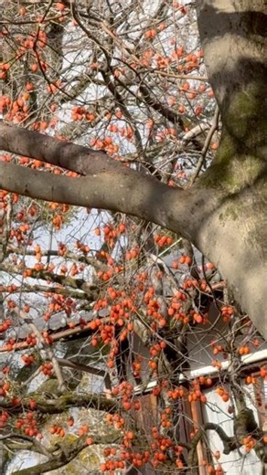 This Is the big persimmon tree #japan #travel #town #nature #street #walk #shop #persimmon