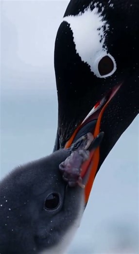 Penguin Feeding Frenzy #animals #wildlife #penguin