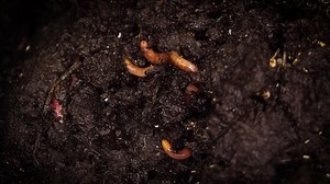 Biology, Worm, Earthworm