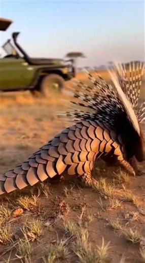 You’ve Never Seen a Pangolin Fight Like This Before!