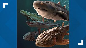 Fish fossil catch from China includes oldest teeth ever