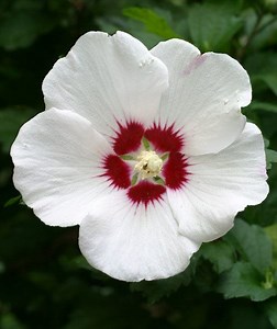 Rose of Sharon - Alchetron, The Free Social Encyclopedia