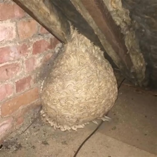 Man Thinks He Found “Hornets” Nest In Attic – Turns Pale When He Realizes What’s Inside Check Comment Below | Alien Vampires