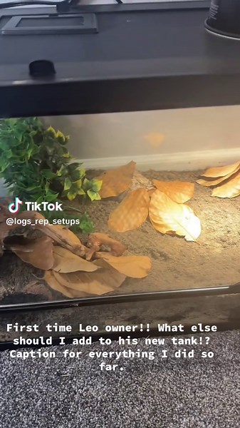 Setting Up a New Tank for My Leopard Gecko