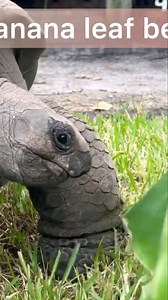 70K views · 2.4K reactions | Watch this giant tortoise try a banana leaf for the first time | Florida Iguana and Tortoise Breeders | Facebook