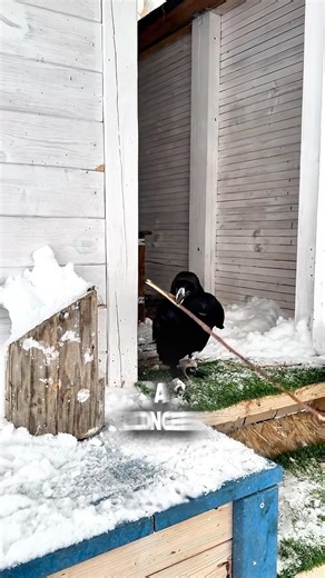 This Raven Solved a Puzzle Better Than Most Humans 🤯| #shorts