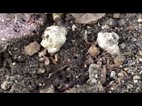 Solving a very difficult big-headed ant problem in an eco-friendly way using maxforce complete bait