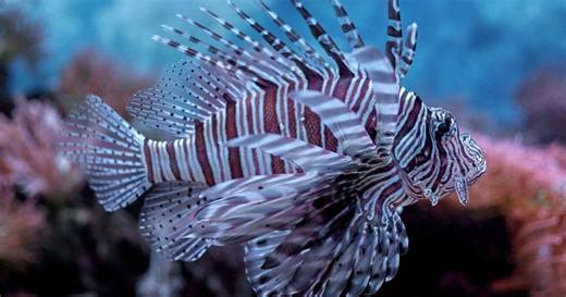Peixe leão é uma ameaça ao equilíbrio ecológico e pode trazer riscos para os humanos; entenda