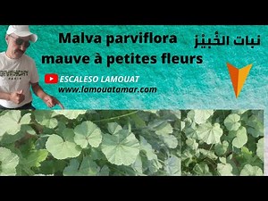 نبات الخُبّيْز ( mauve à petites fleurs ) Malva parviflora
