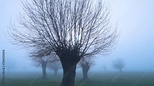 Dehesa de Fresnos (Fraxinus excelsior) pollards in the fog. Forest of the Blacksmith of San Lorenzo de El Escorial. Sierra de Guadarrama. Madrid's community. Spain. Europe