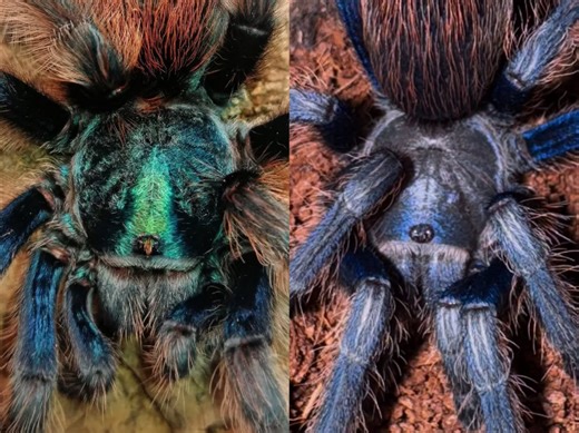 【Aph两大巅峰】 Aphonopelma mooreae & Aphonopelma sp. azul金铜&蓝腿