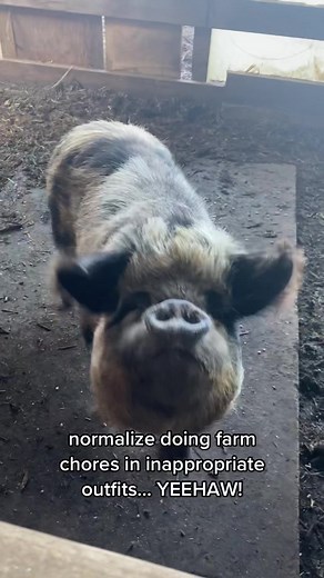How to Normalize Farm Life: A Guide to Farming, Pigs, and PNW Living