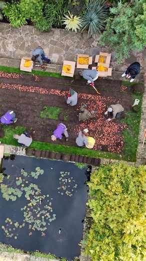 To create amazing springtime displays around the garden, a huge team effort was required to tackle the gigantic bulb planting task. With thanks to RHS Wisley’s Curatorial team, we can look forward to something spectacular in early 2026! Video credit @LordtImages | RHS Garden Wisley