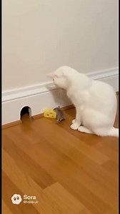 Tense Stare! 🧀 Cat vs Mouse: Who gets the cheese? 🐭😼 #shorts #catmouse #suspense