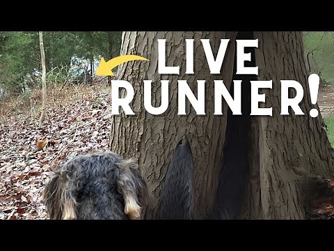 Chasing Down A Live Wounded Buck With A Deer Tracking Dog!