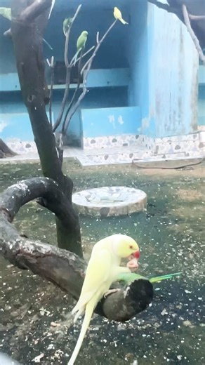 Nice bird #birdsong #relaxing #nature.