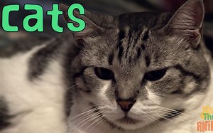 给孩子们的动物科普09:Cats 猫的故事 Animals for children(中英字幕)