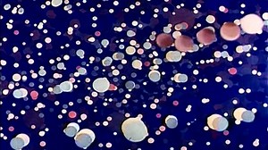 An Optical Poem (1938) Oskar Fischinger