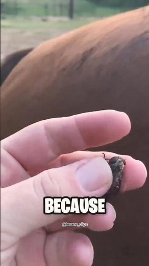 Horse Fly Facts | The Fastest Biting Fly in the World Explained 😲😱