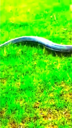 Massive Python Spotted.. #worldwide #discovery #python