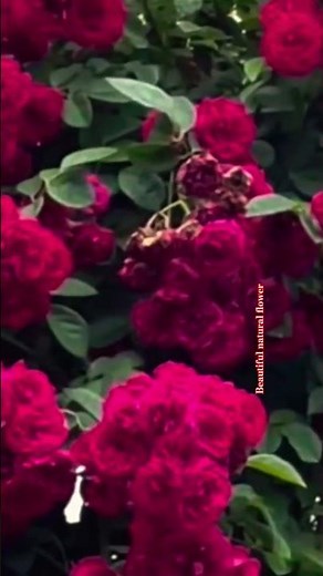 Pink rose flower garden in the worlds #flowers #terracegardenindia #nature #rose #blooming #rose