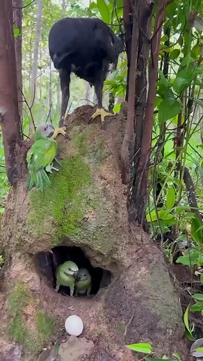 #birds #birdphotography #BirdsofInstagram #BirdLovers #aves #animals #birdlife #birdwatching #animal #nature #bird #fypviralシ #virals #viralvideo | David Moore