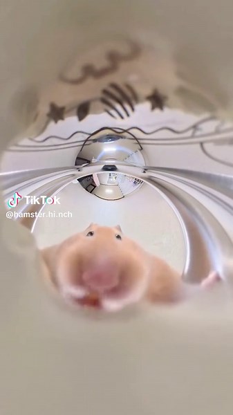 Hamster Mukbang: Fun Eating Experience with Pets