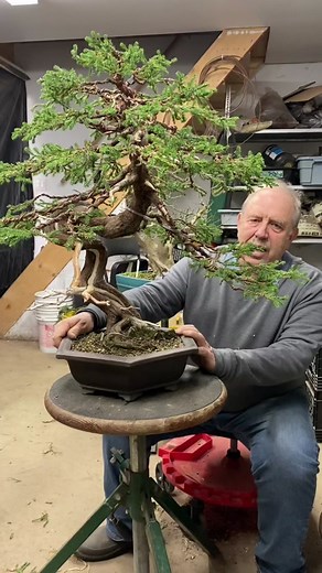 Bonsai Master Showcase: 80 Year Old Bonsai Tree by David Easterbrook