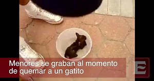 Children recorded video burning alive a newborn kitten