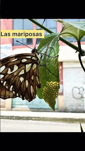 Metamorfosis de una mariposa #biologiayecologia