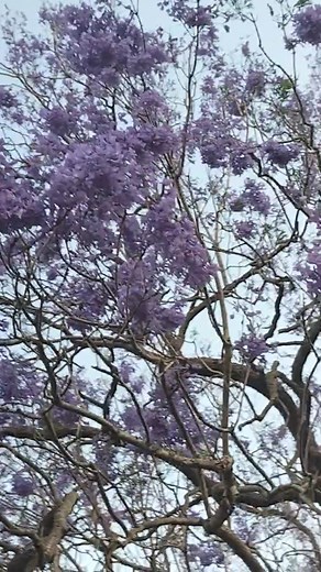 28 reactions · 14 comments | Jacaranda tree in full bloom so beautiful  | Enday Relay | Facebook