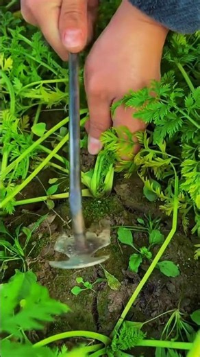 perfect carrot harvest: big, beautiful roots without breaking!