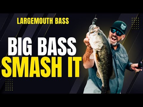 Largemouth Bass Go CRAZY for the Berkley SlobberKnocker - Dave Mercer's Facts of Fishing 1604