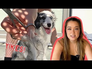 How to REMOVE Matting In Dog’s Fur AT HOME! (Easy & Painless)