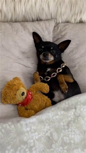 The Smallest Dogs in the World