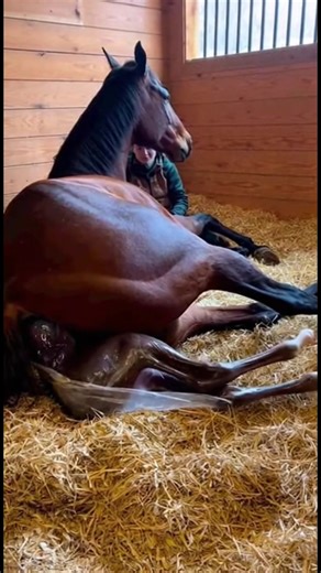 Amazing Birth: Helping Mama Horse Deliver Her Beautiful Foal on the Farm! 🐴🌿🥺❤️ #Monkeysoraus #MonkeysorausVideo #MonkeysorausPage #Horse #foal