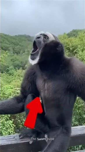 Howler Monkey's Roar Shakes the Entire Rainforest 🙉 #animals #wildlife