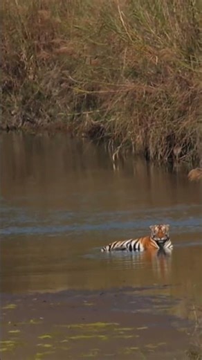 SECRET life of Royal Bengal Tiger You Never Knew?