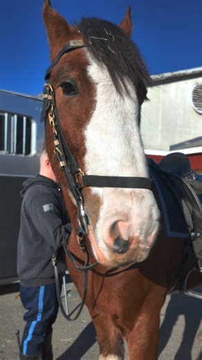 The Massachusetts State Police Mounted Unit provides crowd control, enhances public safety at events, and strengthens community relations by deploying highly visible, well-trained teams across the state. | Massachusetts State Police