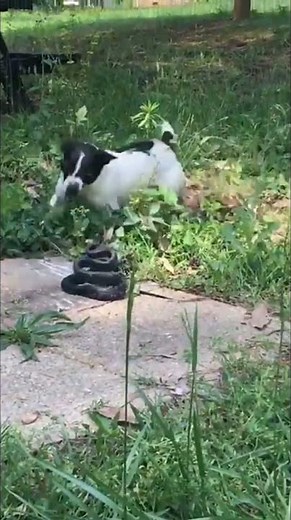 Jack Russell Ends Venomous Snake #jackrussell #snake #wildanimals