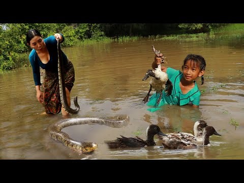 Catch snake and fish for food/ Boiled snake curry recipe/ Grill duck spicy for dinner
