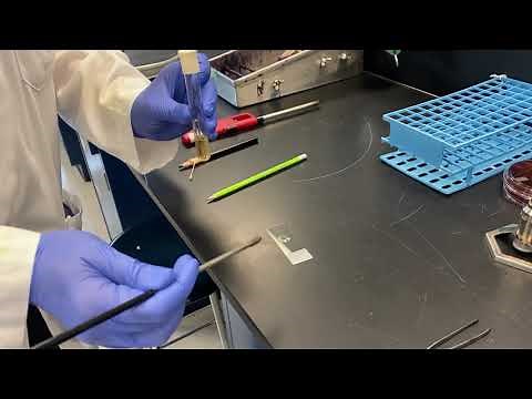 How To Make Bacterial smears from a broth and from a plate