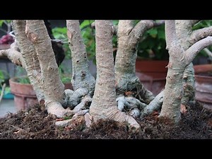Multitrunk Bonsai Care | Multitrunk Bonsai Style | Creating a Multi Trunk Bonsai