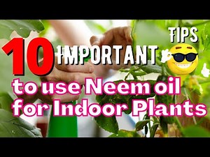 10 Important Tips to use Neem oil for Indoor Plants