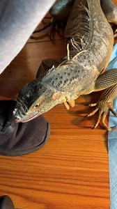 28K views · 682 reactions | Astro gets a big suprise!  #lizard #exoticpets #reptile #iguana #pet #pets #animals #petlovers #petstagram #petlovers #foryou #petsofinstagram #RocketThelguana #dragons #reptilesofinstagram #cuteanimals #petlizard #tortoise | Rocket The Iggy | Facebook