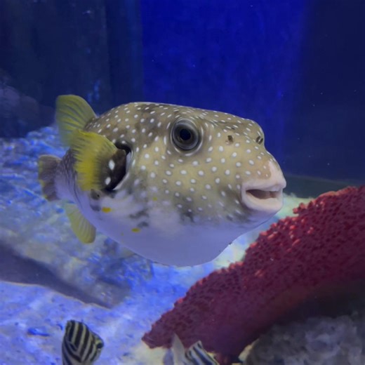 who wanna party w nugget | nugget