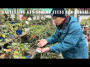 Harvesting and sowing seeds for bonsai