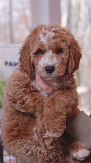 Mini Goldendoodle Puppies are our breed of the month 🐶❤️ Mini Goldendoodles are friendly, social and full of that happy, outgoing doodle energy. They love being with their people, joining in on family plans and then curling up for cuddles when the day slows down. They are known for their soft, often low shedding coats and their easy to love temperament, which makes them a great match for families, first time puppy parents and anyone who wants a loyal little shadow by their side. Smart, affectio